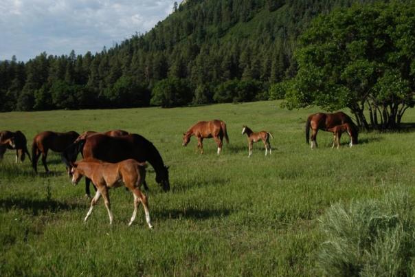 Why Durango is the best place in Colorado for horseback riding!