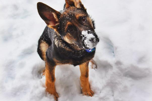 Dog in Winter in Durango