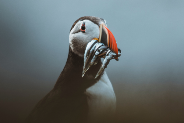 A puffin with a beak full of fish at Bempton Cliffs in East Yorkshire