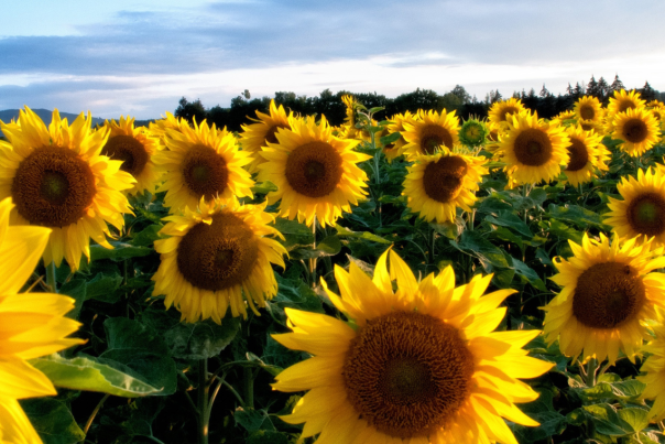 A sunflower field