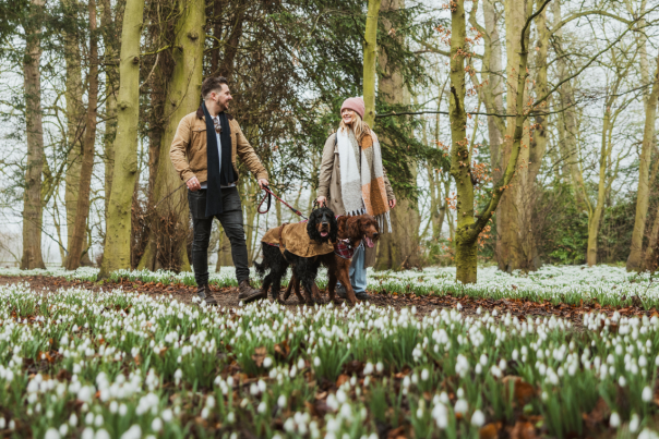 A couple walking their two dogs amongst the snowdrops at Burton Agnes Hall in East Yorkshire.