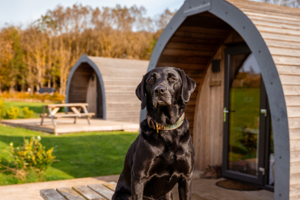 A black labrador sat outside the glamping pods at Flamborough Glamping and Vineyard in East Yorkshire
