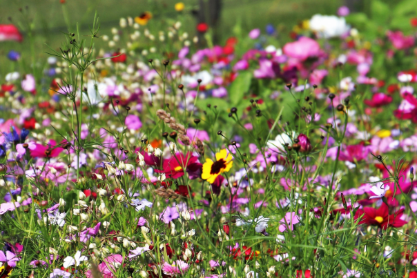 A field filled with wildflowers
