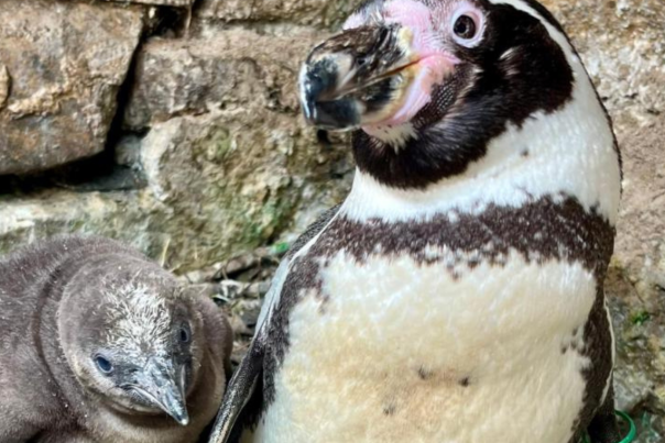 Penguin mum Twinnie with her chick at Sewerby Hall and Gardens in Bridlington, East Yorkshire