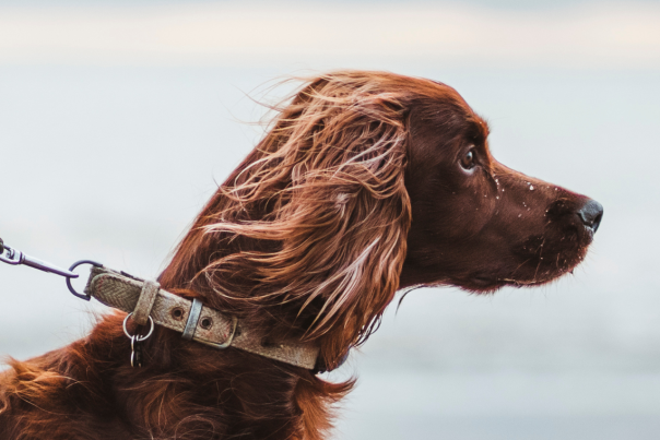 A large brown dog looks out across the East Yorkshire coast.