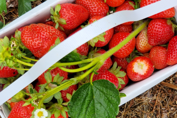 A punnet of freshly picked strawberries