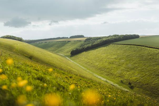 Yorkshire Wolds valley with yellow flowers in the foreground