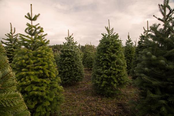 Christmas Tree Farm Stock Photo