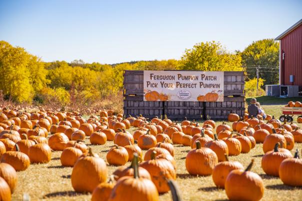 Fergusons Orchards Pumpkin Patch
