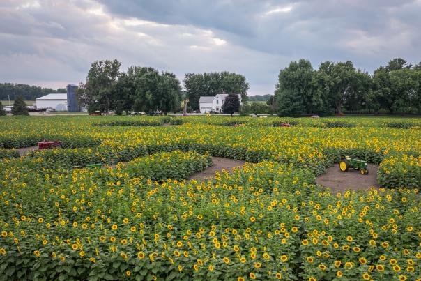Jaquish Sunflower Farm