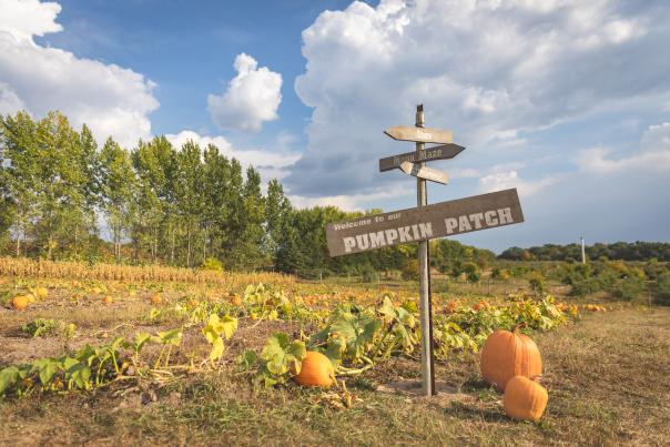 Leffel Roots Pumpkin Patch