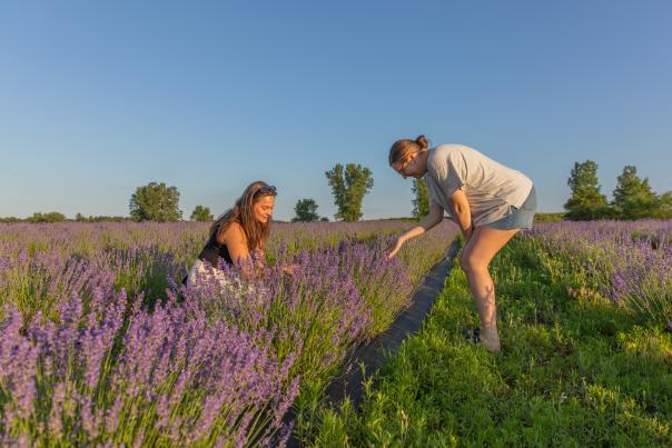 Pondview Lavender Farm
