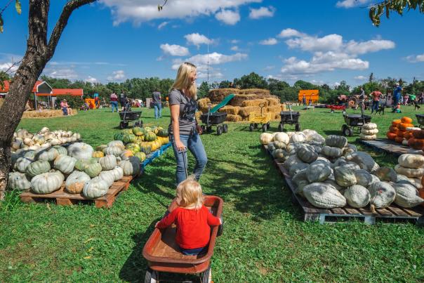 Mink & Walters Pumpkin Patch