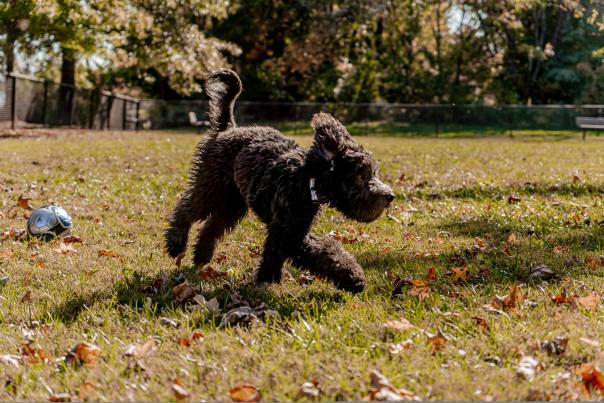 Dog playing at freeman lake