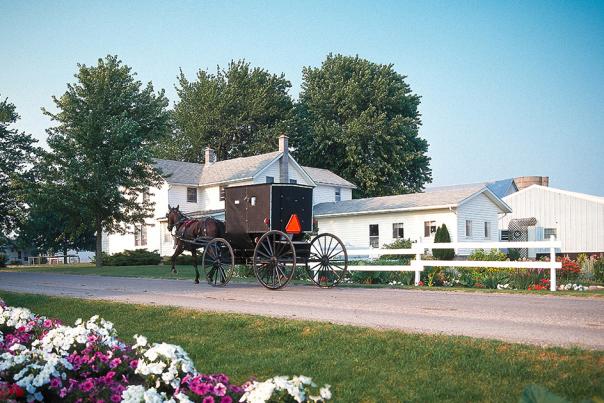 Amish Buggy