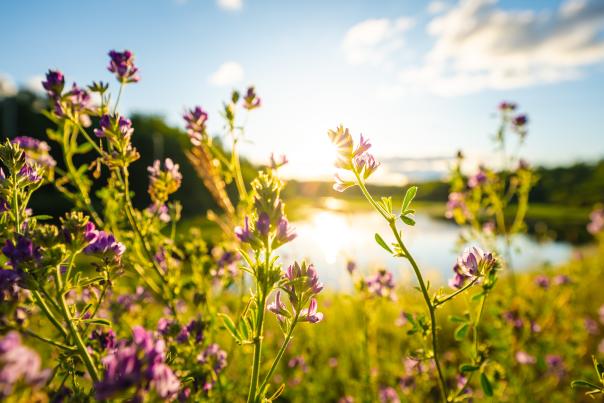 Summer Flowers