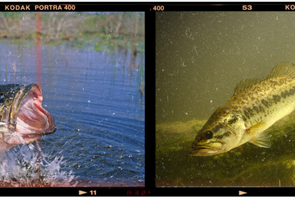 2026 Fishing Opener Blog Large