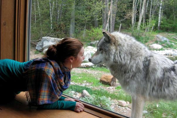 Amber Grizzer Nose to Nose with wolf