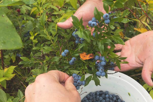 Picking Blueberries