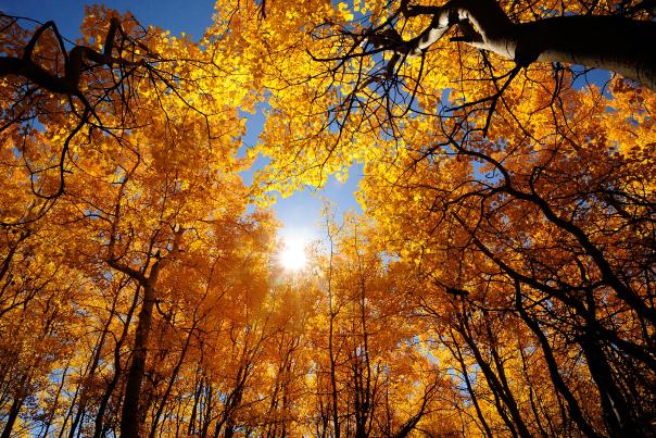 Golden Aspen Trees Fall Autumn