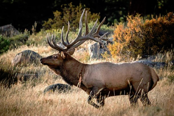 WildlifeWednesdayEP Elk Rut 2018