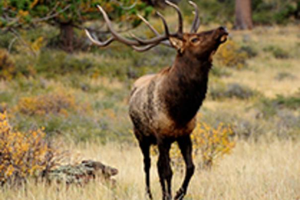 Elk in Autumn