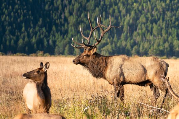 Elk