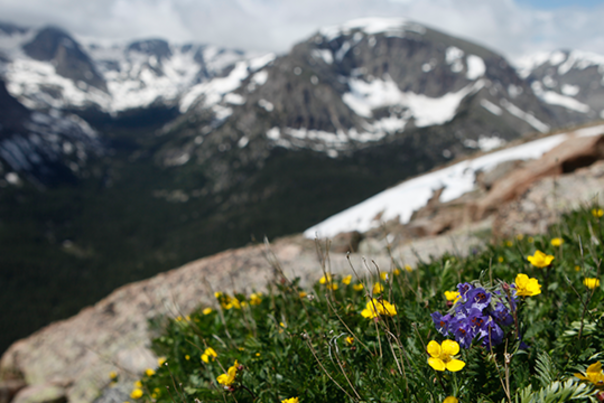 Mountain-Wildflowers