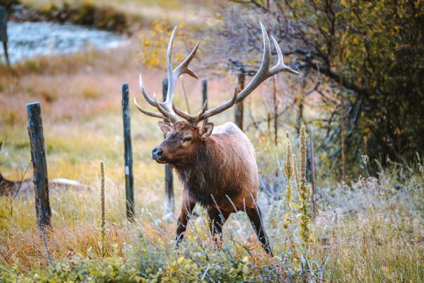 Elk Rut_John Berry