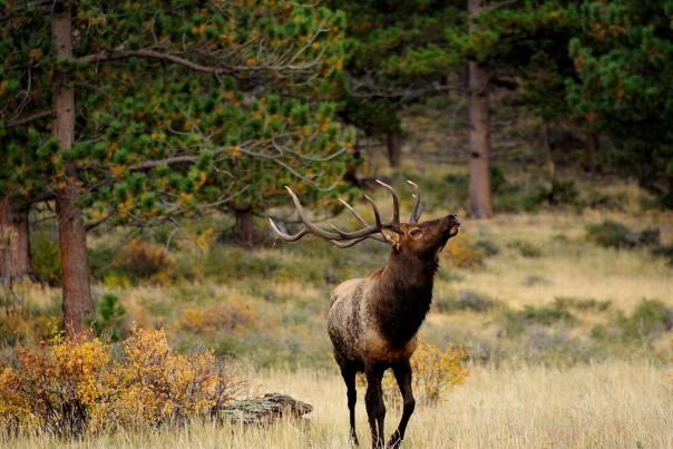 Autumn elk bugles to his harem