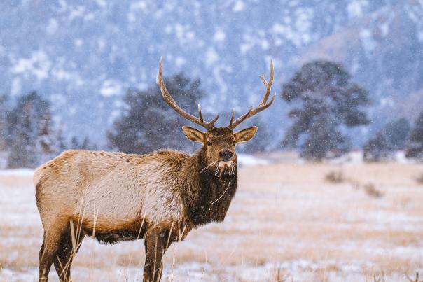 Winter Elk_John Berry
