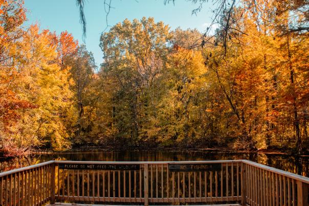 Fall Foliage at Wesselman Woods