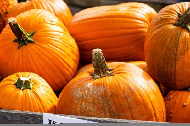 Big Pumpkins - Cox Farm Market - Blog Header - Fall