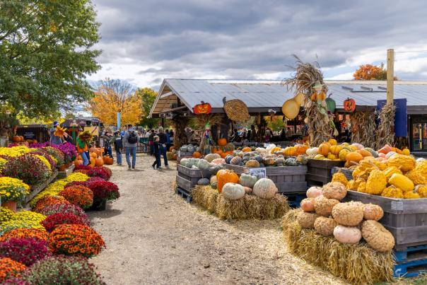 Cox Farms - 2023- Pumpkin Patches - Fall Festivals