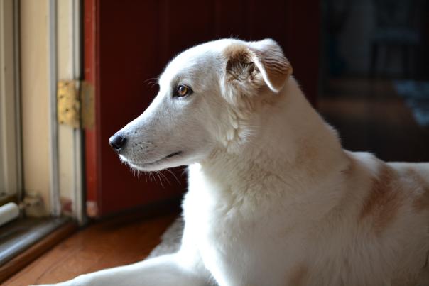Dog - Cami - OBVFX