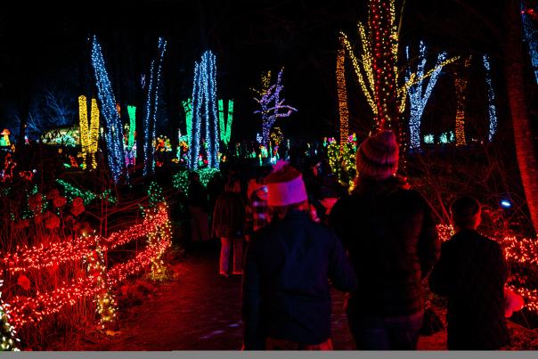 Crowd of people walking through Meadowlark Botanical Gardens at night with lights strewn on trees for the holiday season.