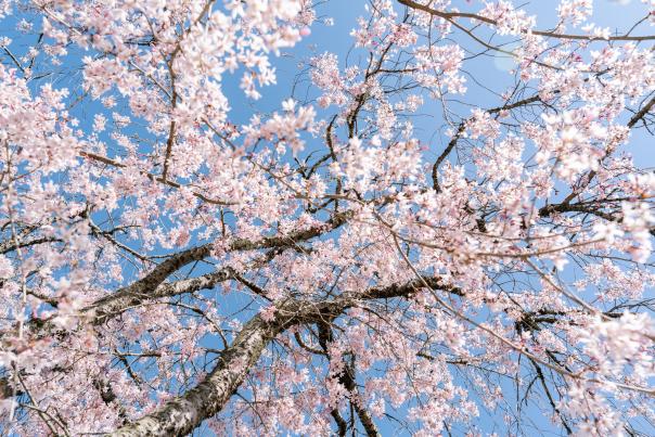 Cherry Blossom flowers.