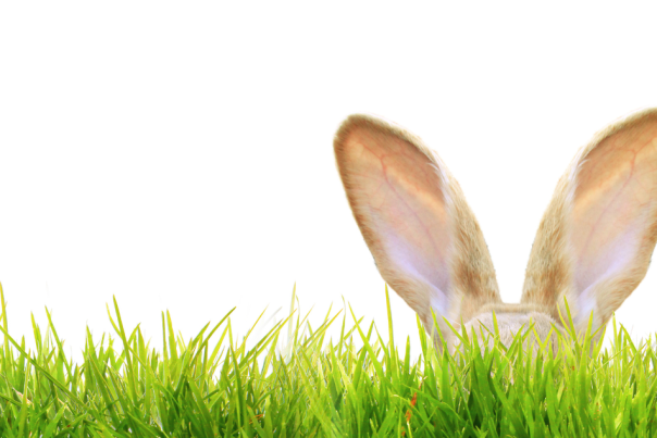 Easter Bunny Blog Header