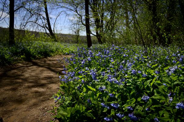 Bluebell flowers blooming at Riverbend Park
