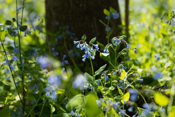 Bluebell flowers