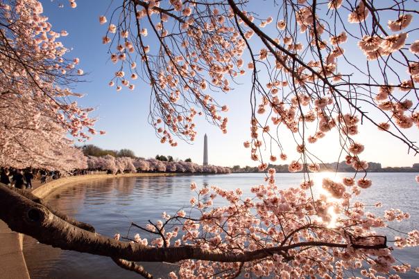 Cherry Blossom trees at the Tidal Basin