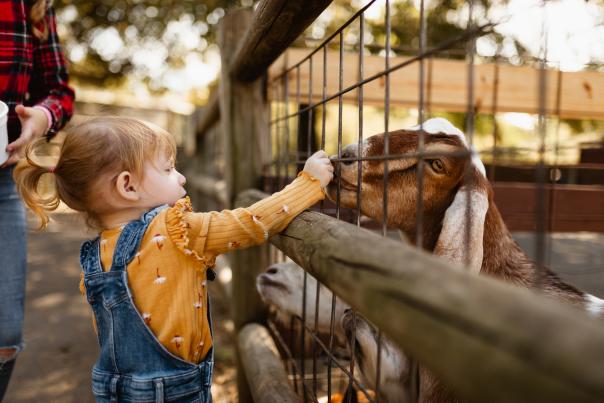 Matador, NOVA Wild, OBVFX