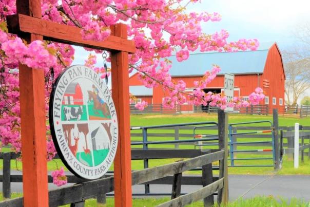 Into the Blooms - Frying Pan Farm Park