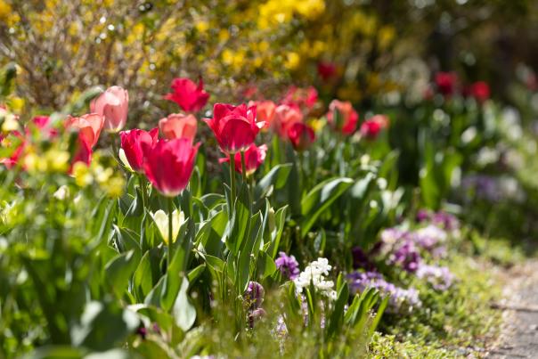 Tulips and other wildflowers.