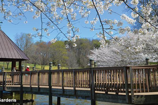 National Cherry Blossom Festival - Meadowlark Gardens - Spring