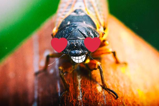 Cicada Heart Eyes With Smile
