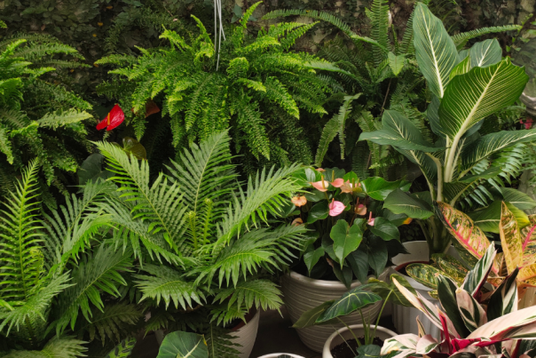 Where to Buy Plants for Your Garden