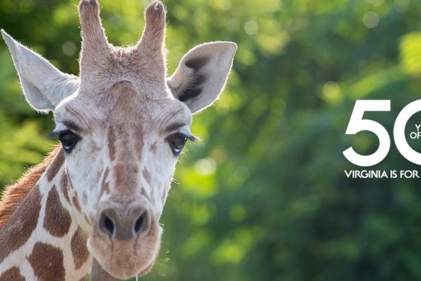 Roer's Zoofari - LOVEworks blog post