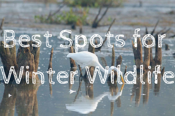 Winter Wildlife blog header