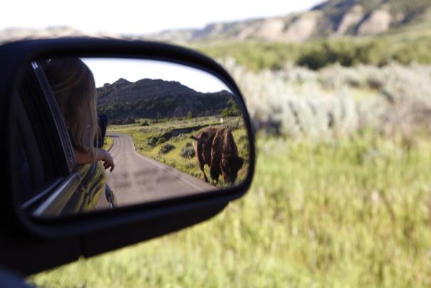 bison in side mirror